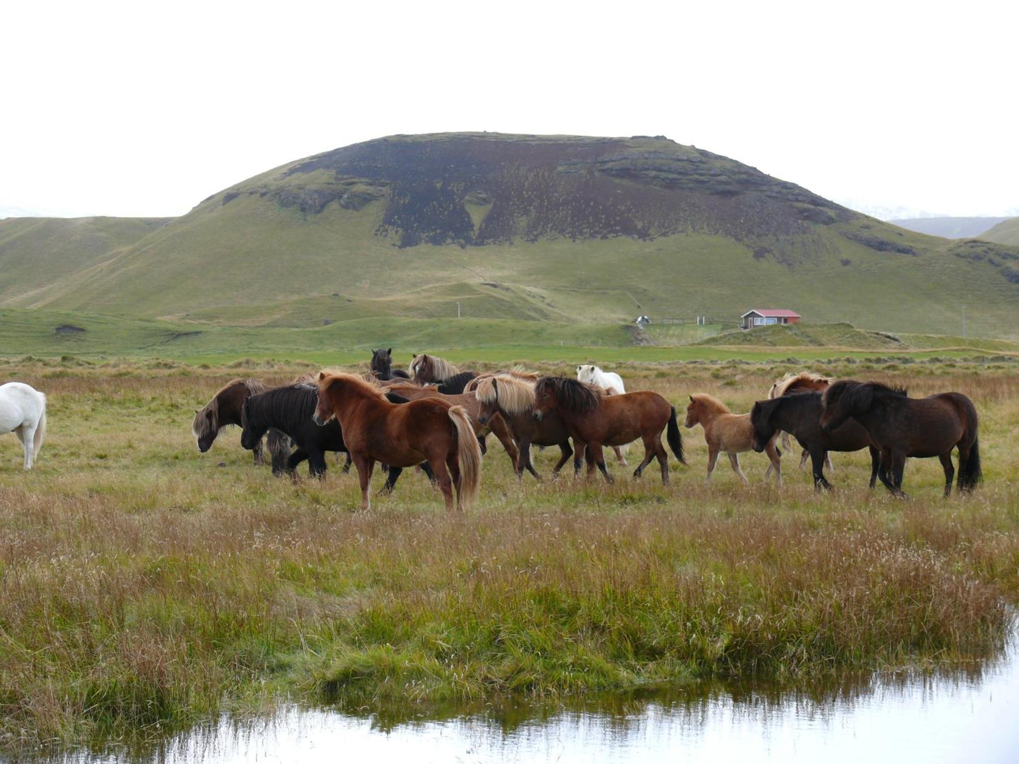 Guesthouse Vellir Vik i Myrdal Luaran gambar